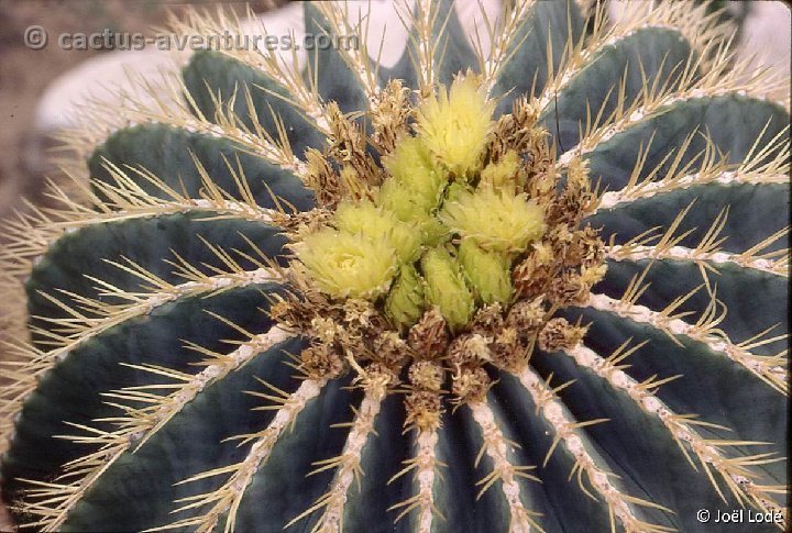 Ferocactus glaucescens JL -046